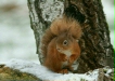 Red Squirrel